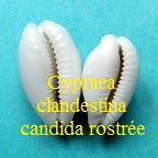 Cypraea clandestina rostrée